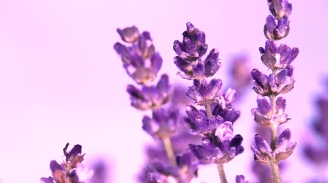 Lavender against the sky. 스톡 동영상 54707130
