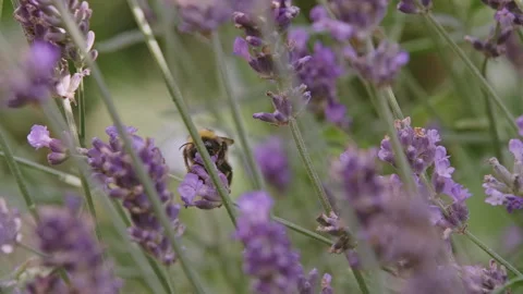 Lavender and Bee 1 Video stock 212722238