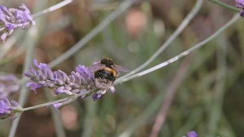 Lavender and Bee 3 - Part One Video stock 212750347