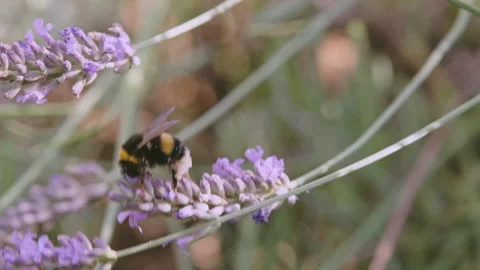 Lavender and Bee 3 - Part Two Video stock 212757168
