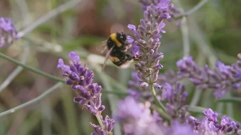 Lavender and Bee 4 1 Video stock 212762189
