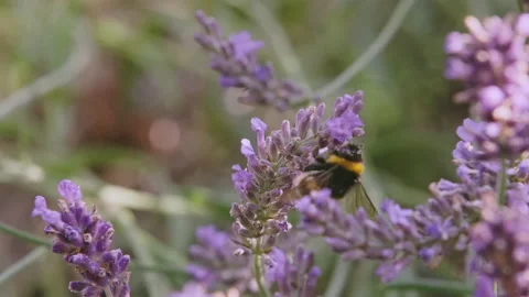 Lavender and Bee 4 - Part Two Stock Footage 212752536