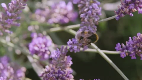 Lavender and Bee 5 - Part Two Video stock 212779676