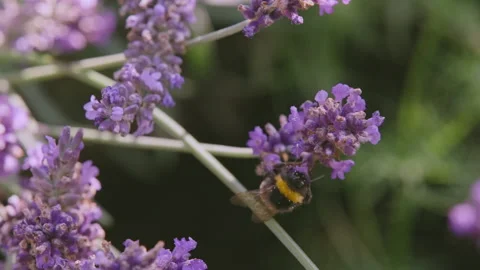 Lavender and Bee 5 - Part Three Video stock 212785283
