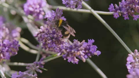 Lavender and Bee 5 - Part One Video stock 212785531