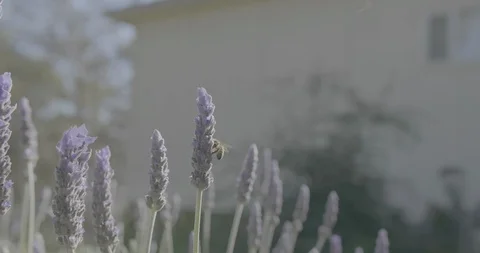 Lavender and Bee close up pan to left LOG footage Stock Footage