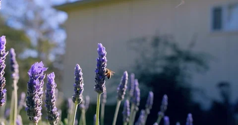 Lavender and Bee close up pan to left Stock Footage 92354450