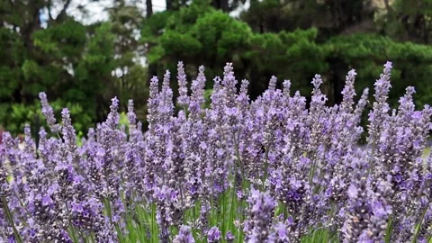 Lavender and Bee Stock Footage 325918855