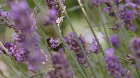 Lavender and Bee Part Two Stock Footage 212715807