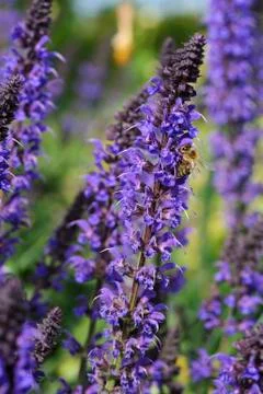 Lavender and bee Stock Photos