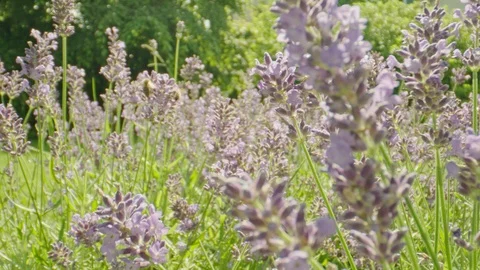 Lavender and bees extra macro Stock-Footage 111662277