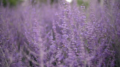 Lavender and bees Stock-Footage 46844689