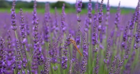 Lavender and dragonfly Stock Footage 245453782