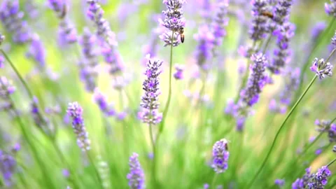 Lavender and honey bee Stock Footage 167101604
