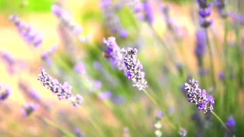 Lavender and honey bee Stock Footage 167101674