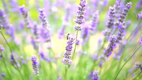 Lavender and honey bee Stock Footage 167101848