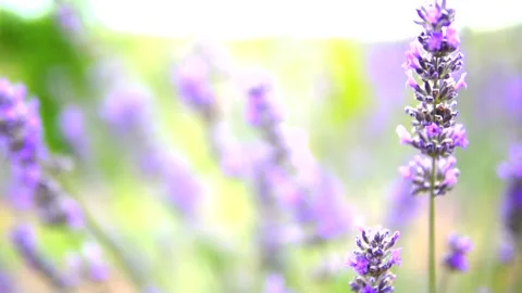 Lavender and honey bee Stock Footage 167101968