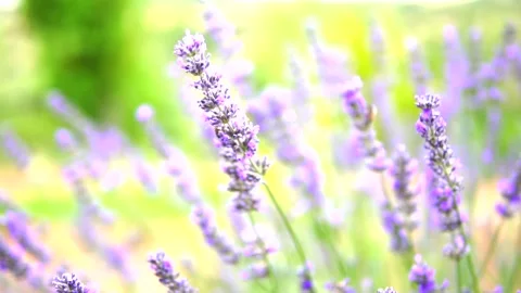 Lavender and honey bee Stock Footage 167102135