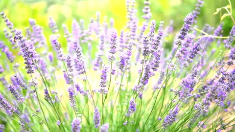 Lavender and honey bee Stock Footage 167102205