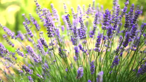 Lavender and honey bee Stock Footage 167102706