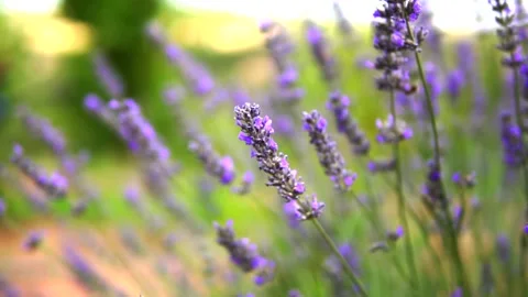 Lavender and honey bee Stock Footage 167102733