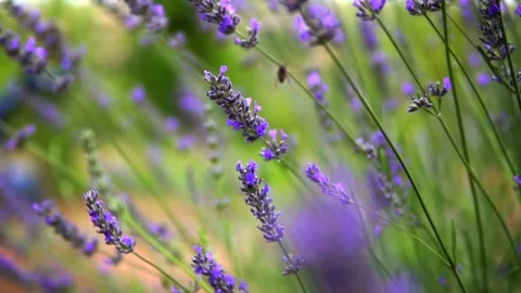 Lavender and honey bee Stock Footage 167102989