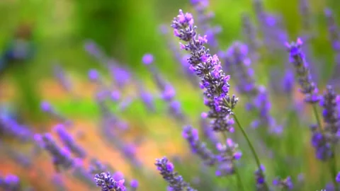 Lavender and honey bee Stock Footage 167103261