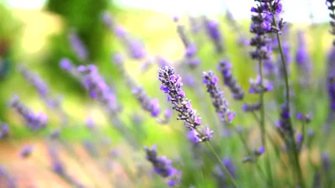 Lavender and honey bee Stock Footage 167716142