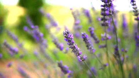 Lavender and honey bee Stock Footage 167716233