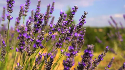Lavender and honey bee Stock Footage 167716853