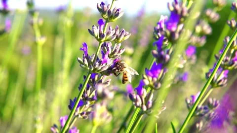 Lavender and honeybee Video stock 156454111