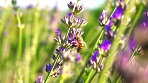 Lavender and honeybee Video stock 156454124