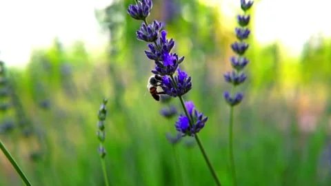 Lavender and honeybee Video stock 156454459
