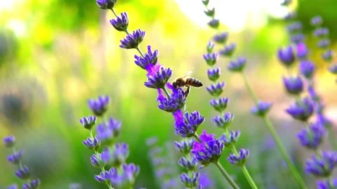 Lavender and honeybee Stock Footage