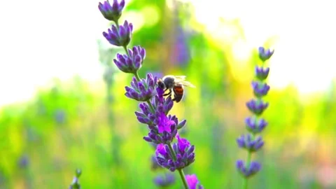 Lavender and honeybee Video stock 156454749