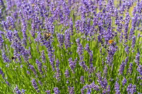 Lavender and insects Stock Photos