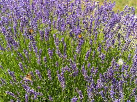Lavender and insects Stock Photos