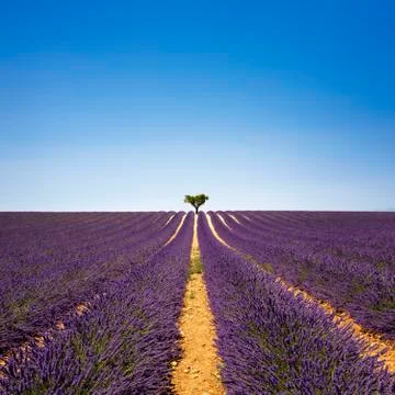 Lavender and lonely tree uphill. Provence, France Stock Photos