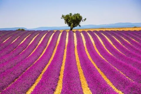 Lavender and lonely tree uphill. Provence, France Stock Photos