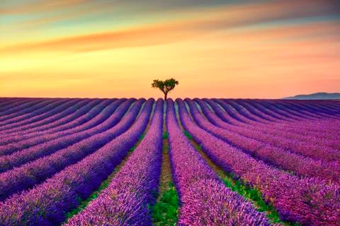 Lavender and lonely trees uphill on sunset. Provence, France Stock Photos