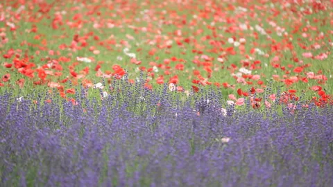 Lavender and Poppy Fields Vídeo Stock 330235754