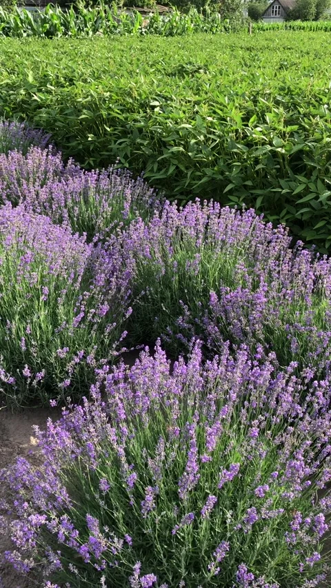 Lavender and soybean fields on the farm. Video stock 341479305