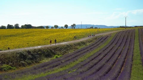 Lavender and sunflower fields in Provence Stock Footage 112284005