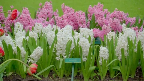 Lavender and white flowers on a small plant Stock Footage 79815073