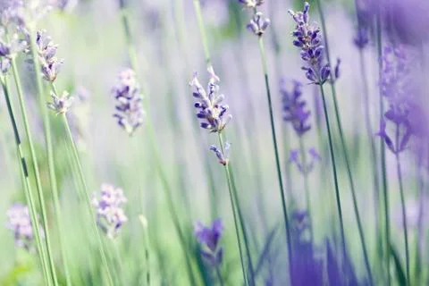 Lavender art Stock Photos