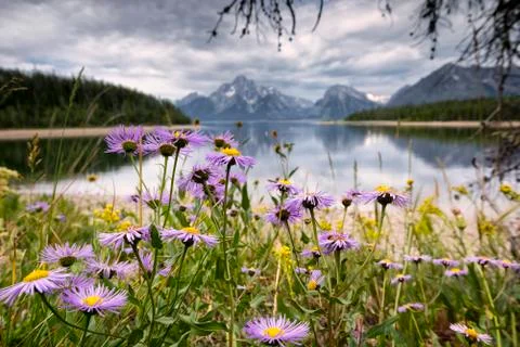 Lavender Aster in the Tetons Stock Photos