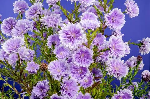Lavender Asters on a blue background Stock Photos