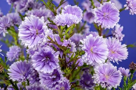 Lavender Asters on a blue background Stock Photos
