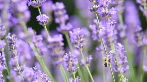 Lavender background with bee Stock Footage 52055389