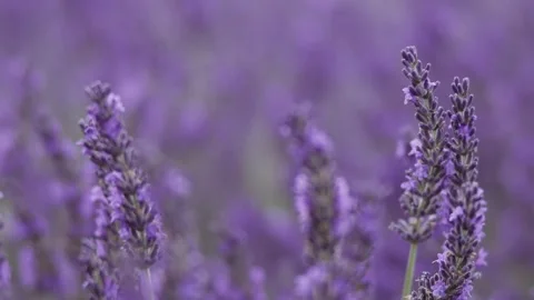 Lavender background with bee in the garden. Stock Footage 245720760